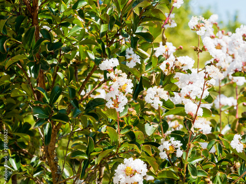 Lagerstroemia indica -  Chinesische kräuselmyrthe oder Lagerströmie mit weißen Blüten  photo