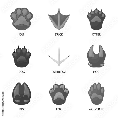 Vector illustration of wildlife and trace icon. Set of wildlife and walk stock symbol for web.