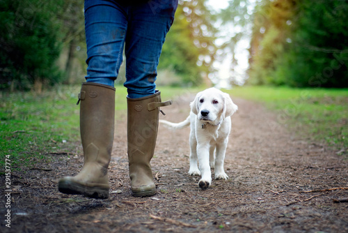 Owner walking Labrador puppy through the woods