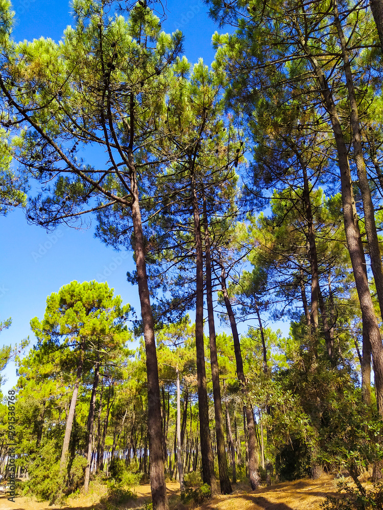 Obraz premium forêt de pins 