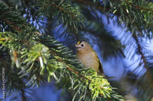 Wintergoldhähnchen sitzt im Frühling auf einem Nadelbaum Zweig Regulus regulus