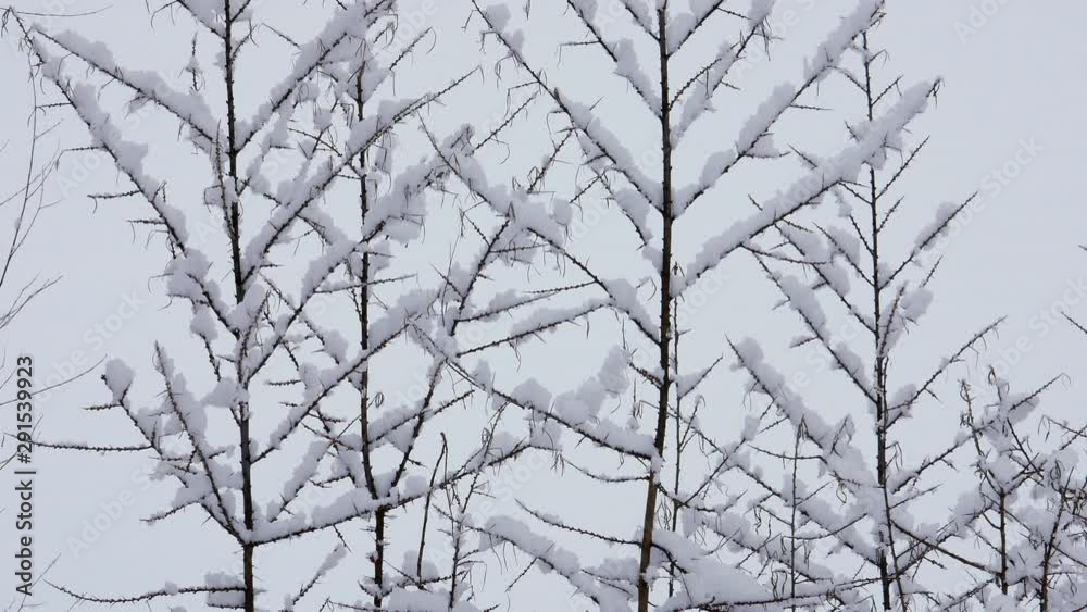 Snow falling on tree branches in Winter christmas season background. Beautiful nature landscape Snow falling on tree branches in Winter christmas season background. Beautiful nature landscape