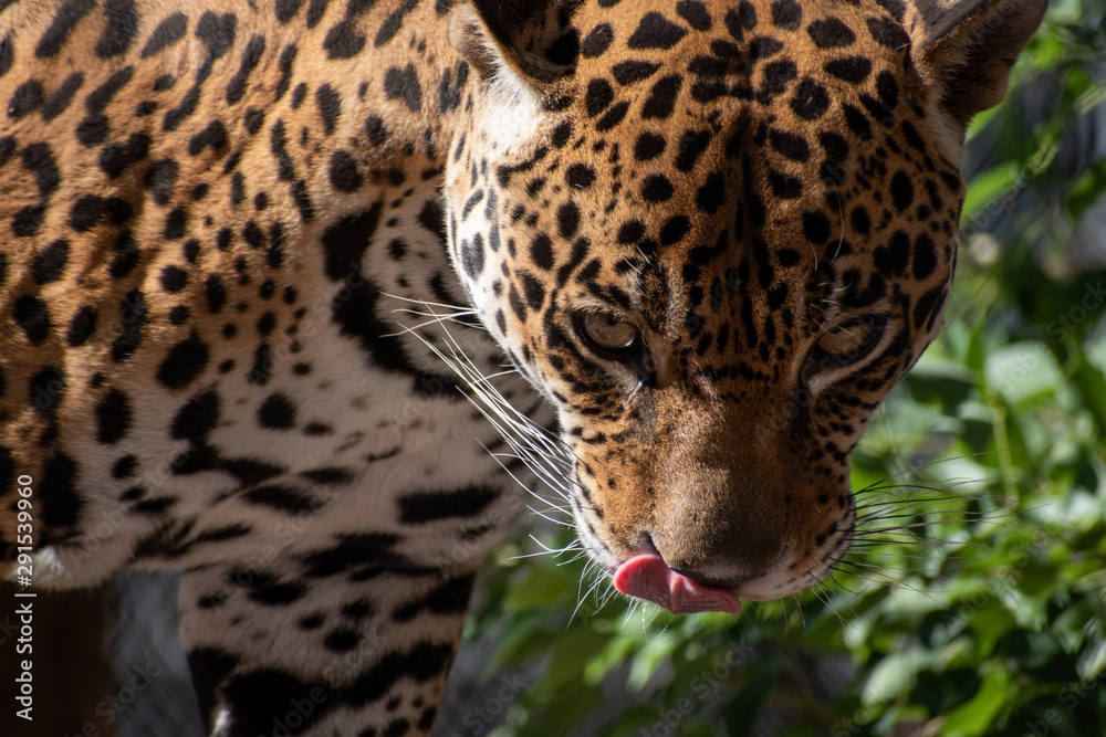 leopard face leopard face
