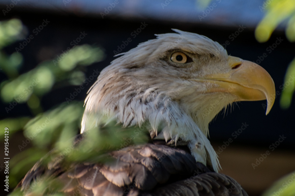 Obraz premium portrait of an eagle