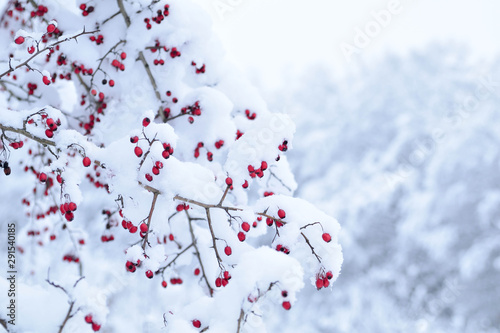  Red hawthorn berries under the snow cover