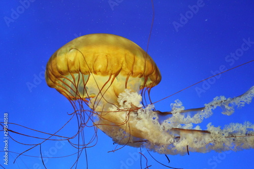 Jelly Fish XXVII © Audrey