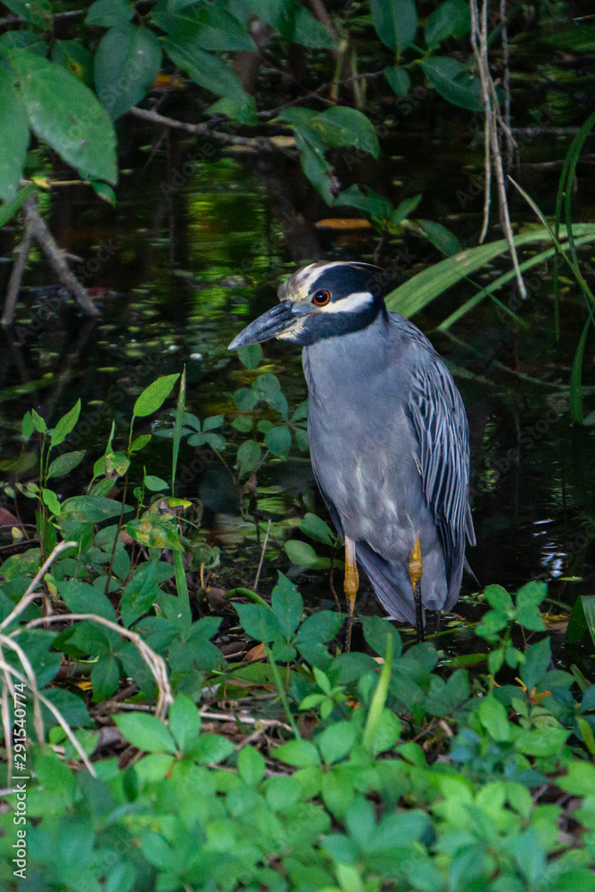 Fototapeta premium Yellow-crowned Night-Heron (Nyctanassa violacea) standing in wetlands at Indian Riverside Park, Jensen Beach, Martin County, Florida