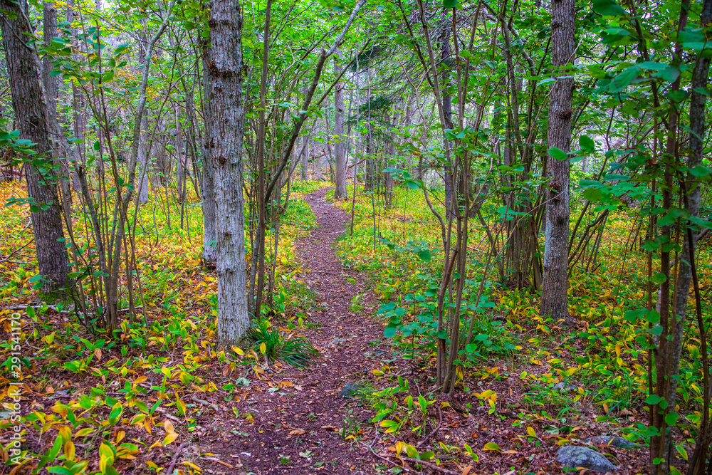 The forest floor around the trail has been given autumn colors The forest floor around the trail has been given autumn colors