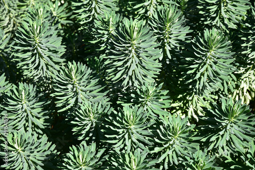 Euphorbia characias au jardin en été