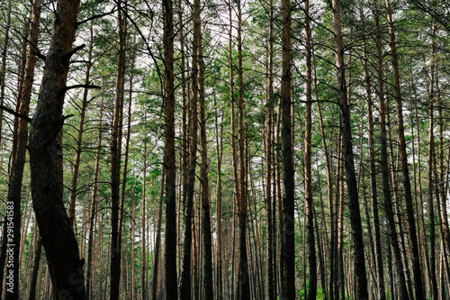 countryside landscape, pine forest © Olexandr