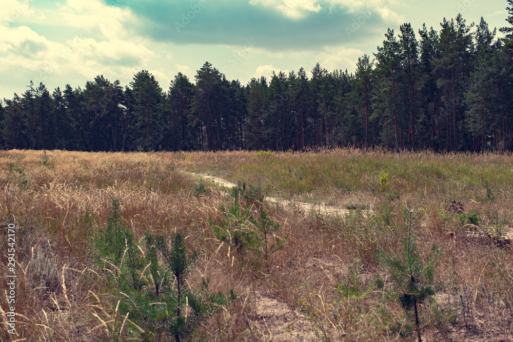 countryside landscape, pine forest countryside landscape, pine forest
