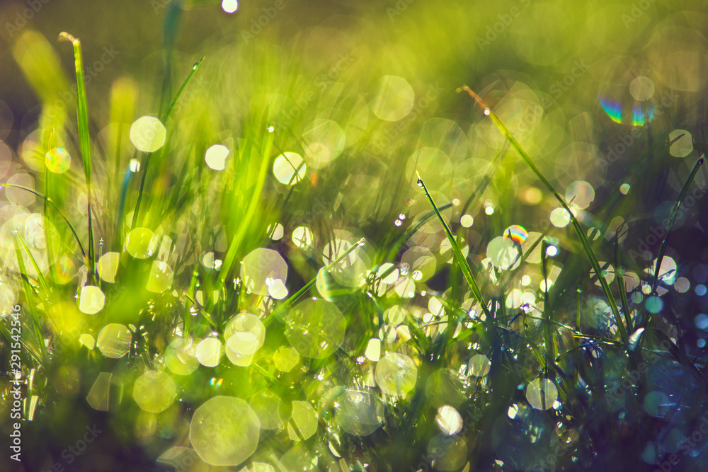 grass with dew drops closeup - obrazy, fototapety, plakaty 