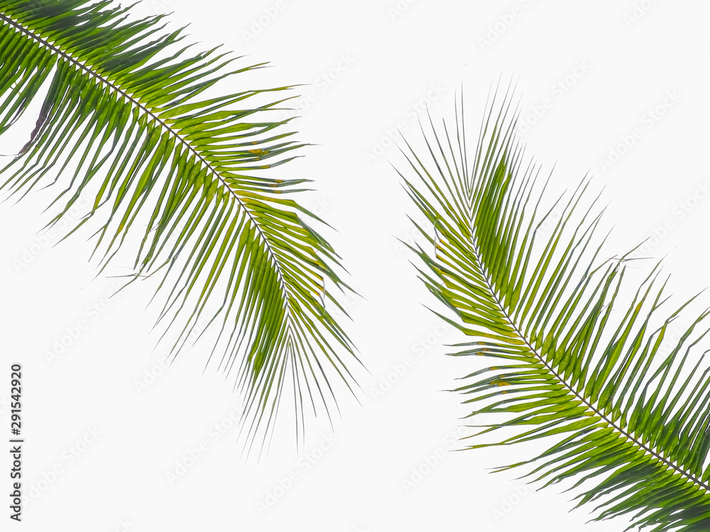 green leaves of coconut isolated on white backgroundA green leaves of coconut isolated on white backgroundA