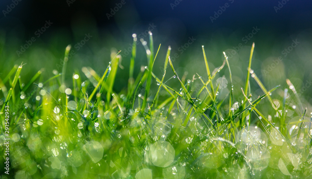 grass with dew drops closeup