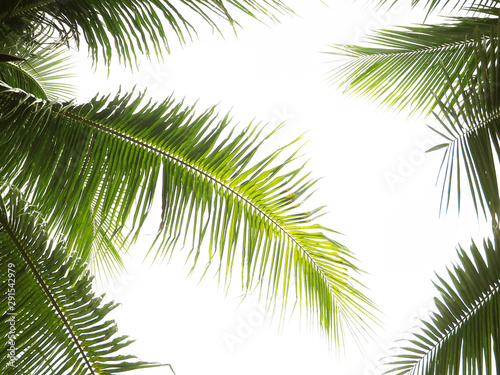 palm leaves on white background © Kenstocker