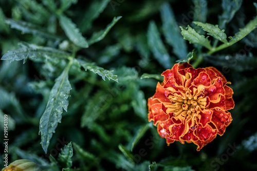 growing marigold flowers close-up