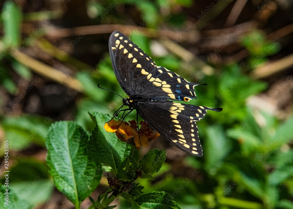 Black Swallowtail Butterfly (Papilio polyxenes) Black Swallowtail Butterfly (Papilio polyxenes)