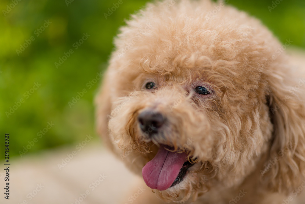 Dog poodle at outdoor park Dog poodle at outdoor park
