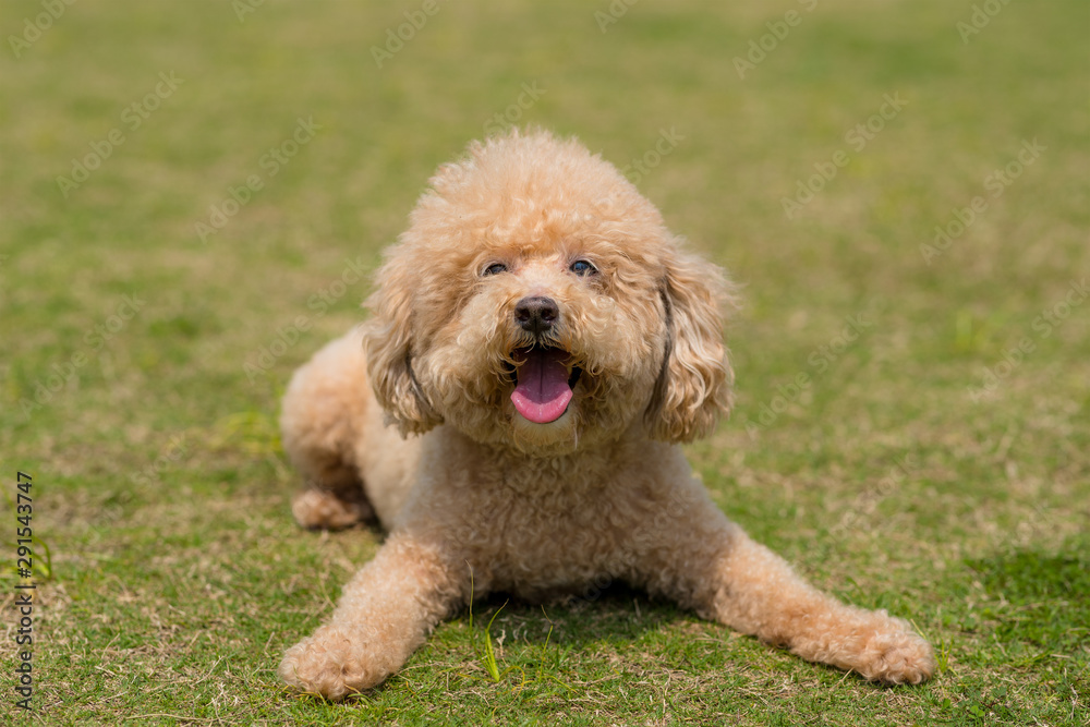 Dog poodle lying on the green lawn