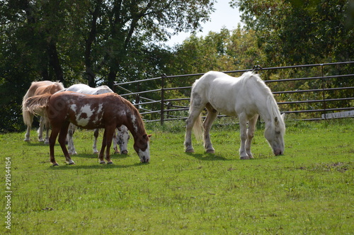 Horses at the farm