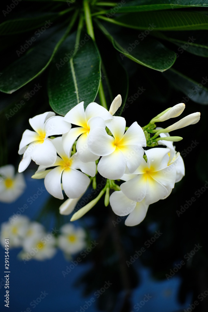 Fototapeta premium white flowers on tree