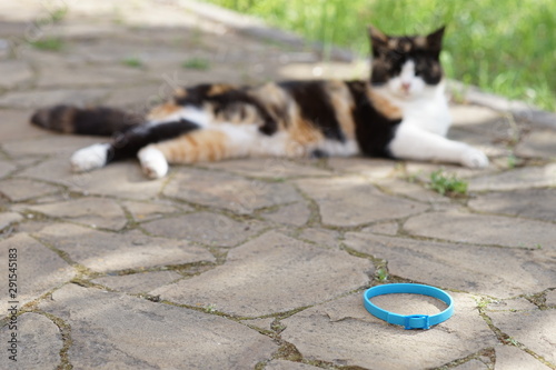 Tricolor cat rest outdoor, near blue collar on the floor.