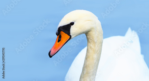 Closeup portrait of a beautiful white swan. Swan isolated on light blue background, panoramic view