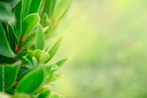 Closeup nature green for background/texture leaf blurred and greenery natural plants branch in garden at summer under sunlight concept design wallpaper view with copy space add text. fresh green leaf
