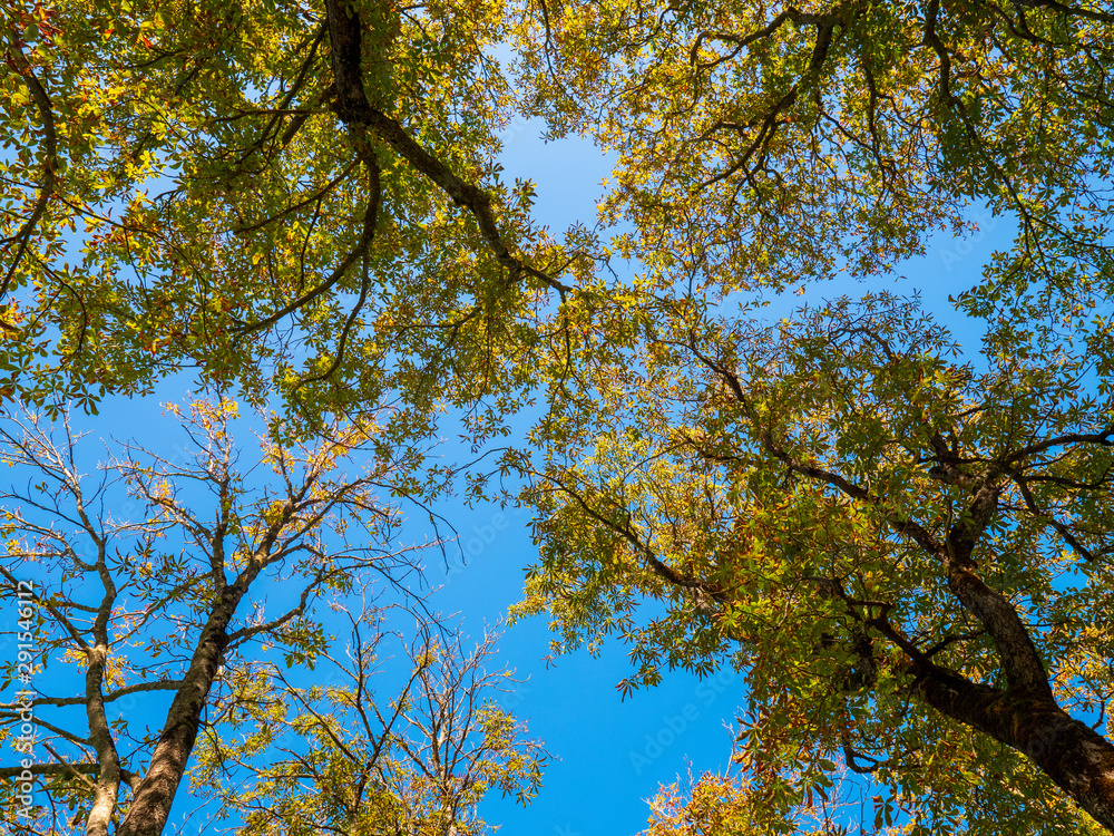Fototapeta premium Blick nach oben im Herbstwald