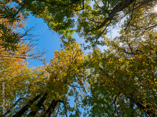 Blick nach oben im Herbstwald