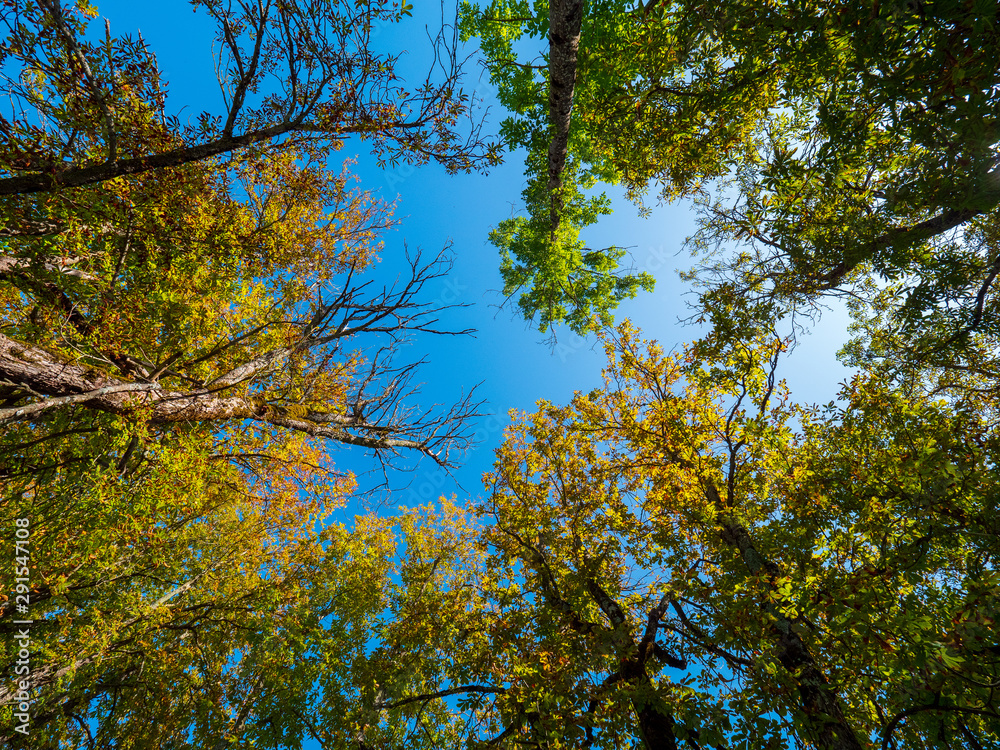 Fototapeta premium Blick nach oben im Herbstwald