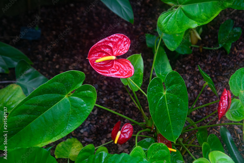 red tropical flowers in the shape of the heart, botanical garden flower, close up