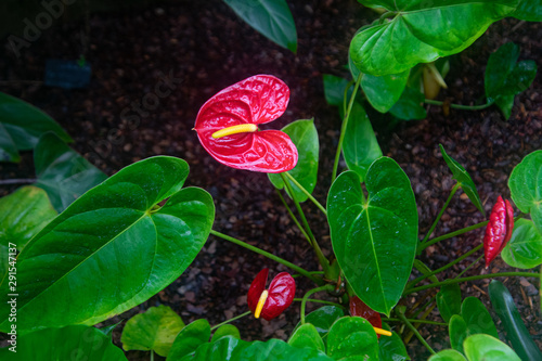 Obraz na płótnie red tropical flowers in the shape of the heart, botanical garden flower, close up w salonie