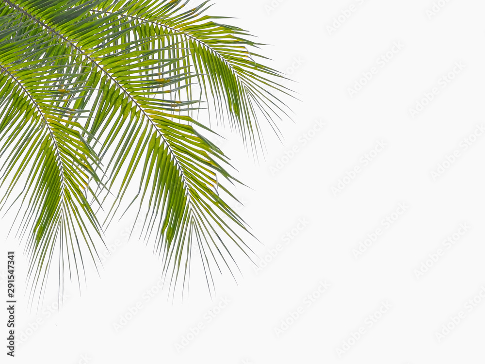 green leaves of coconut isolated on white background