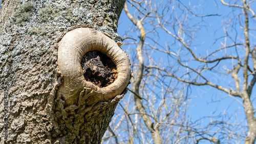 Close up of a tree trunk with hole in the main trunk with bare tree branches in the background and a blue cloudless sky. Derwent Reservoir, Consett, Co. Durham, England UK.