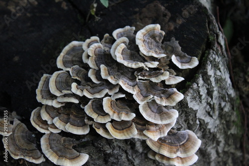 mushrooms on the tree