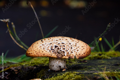 a mushroom close up, isolated, in nature