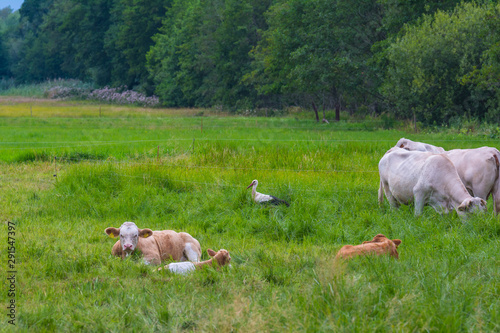 Storch zwischen Kühen auf der Weide