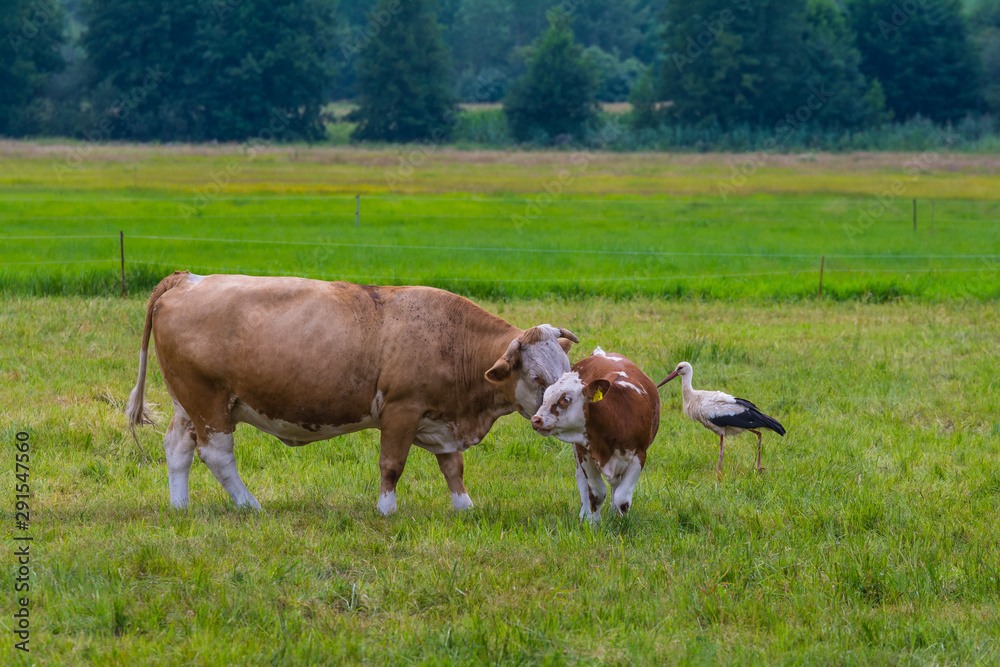 Storch und Kuh auf der Viehweide Storch und Kuh auf der Viehweide