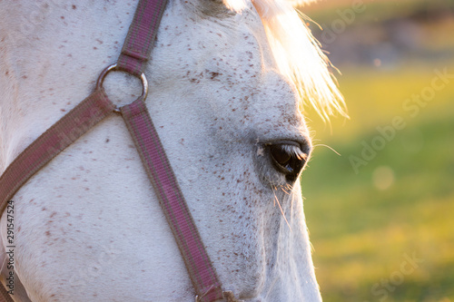 horse in a stable