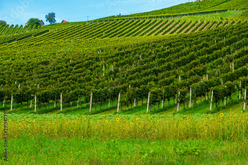 Weingarten in der Südsteiermark, Österreich, im Spätsommer