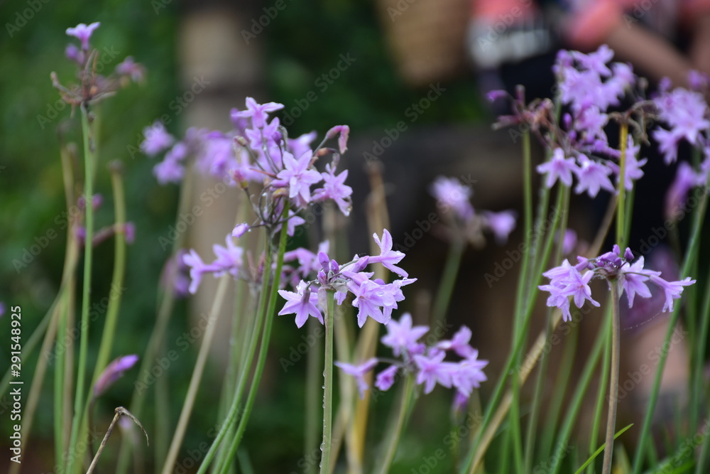 purple flower in morning time in the garden in wither season purple flower in morning time in the garden in wither season