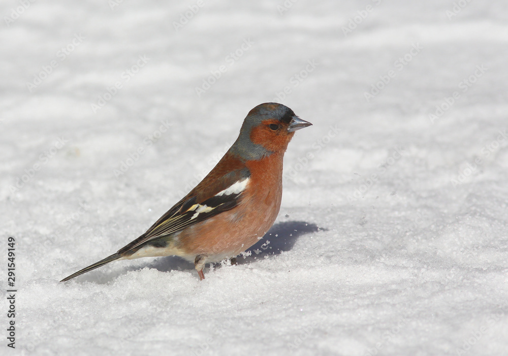 Common chaffinch male (Fringilla coelebs) is looking for food on the ground under the snow in spring at the end of March Common chaffinch male (Fringilla coelebs) is looking for food on the ground under the snow in spring at the end of March