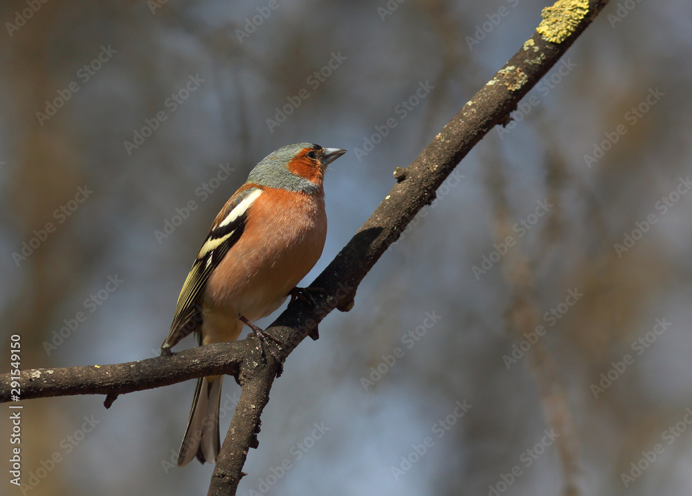 Fototapeta premium Common chaffinch (Fringilla coelebs) sits on a branch