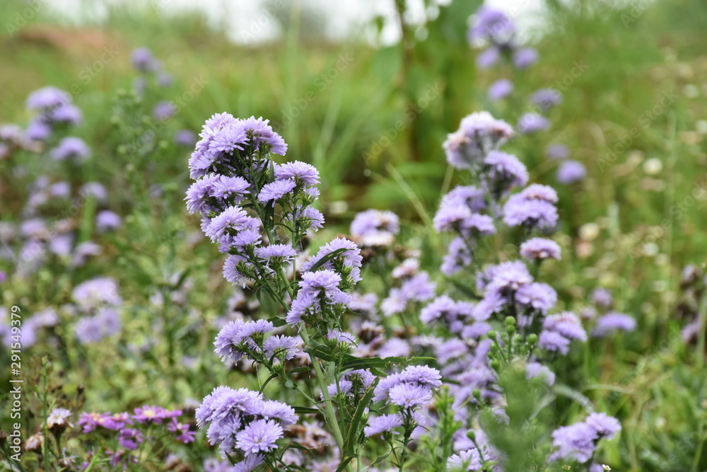 purple flower in morning time in the garden in wither season purple flower in morning time in the garden in wither season