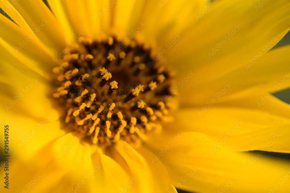 Yellow Daisy close-up with petals Yellow Daisy close-up with petals