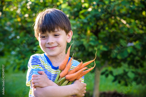 Little kid boy holding a fresh harvested ripe carrots in his hands. Close up