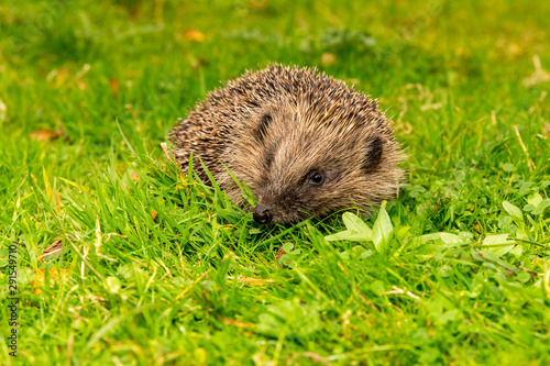 Wild, native, European hedgehog in Autumn facing to the front,