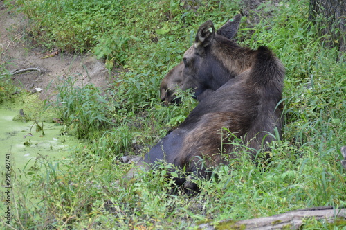 A moose laying in the grass