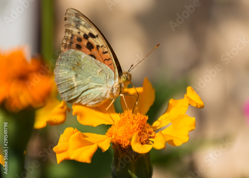 Butterflies on blurred background of flowers